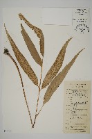 登錄號:P010140藏品圖，第1張