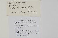 胎生鐵角蕨藏品圖，第2張