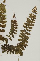 胎生鐵角蕨藏品圖，第3張