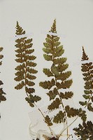 胎生鐵角蕨藏品圖，第4張