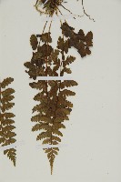 胎生鐵角蕨藏品圖，第5張