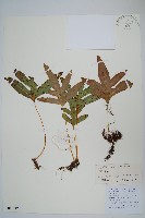 箭葉星蕨藏品圖，第1張