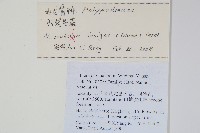 箭葉星蕨藏品圖，第2張