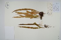 扭瓦葦藏品圖，第1張