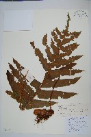 薄葉水龍骨藏品圖，第1張