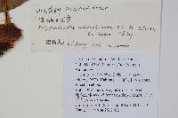 薄葉水龍骨藏品圖，第2張