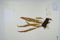 扭瓦葦藏品圖，第1張