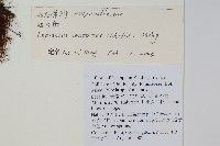 扭瓦葦藏品圖，第2張