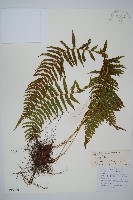 亞二型鱗毛蕨藏品圖，第1張