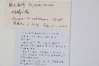 亞二型鱗毛蕨藏品圖，第2張