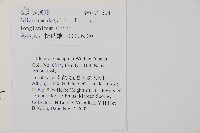 長刺鐵線蕨藏品圖，第2張