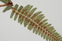 登錄號:P010148藏品圖，第1張