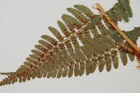 登錄號:P010148藏品圖，第2張