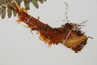 登錄號:P010148藏品圖，第3張