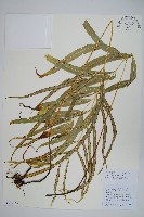 箭葉鳳尾蕨藏品圖，第1張