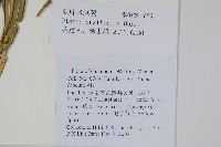 箭葉鳳尾蕨藏品圖，第2張