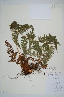 二型鱗毛蕨藏品圖，第1張