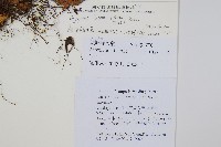 二型鱗毛蕨藏品圖，第2張