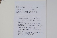 箭葉鳳尾蕨藏品圖，第2張