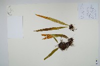 扭瓦葦藏品圖，第1張