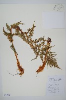 亞二型鱗毛蕨藏品圖，第1張