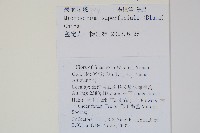 表面星蕨藏品圖，第2張