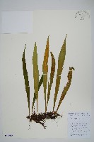 西藏劍蕨藏品圖，第1張