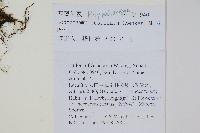 西藏劍蕨藏品圖，第2張