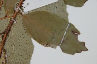 尖葉貫眾蕨藏品圖，第2張