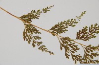 烏蕨藏品圖，第4張