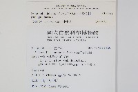 全緣卷柏藏品圖，第2張