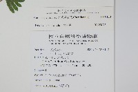 天草鳳尾蕨藏品圖，第2張