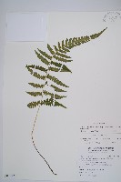 東洋蹄蓋蕨藏品圖，第1張