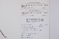 東洋蹄蓋蕨藏品圖，第2張