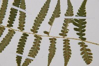 東洋蹄蓋蕨藏品圖，第3張