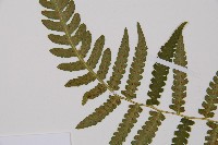 東洋蹄蓋蕨藏品圖，第4張