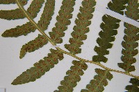 東洋蹄蓋蕨藏品圖，第5張