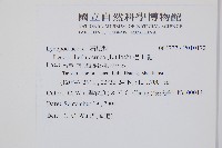 石松藏品圖，第2張