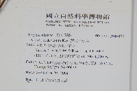 薄葉三叉蕨藏品圖，第2張