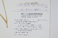 大線蕨藏品圖，第2張