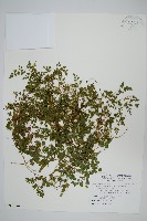 海金沙藏品圖，第1張