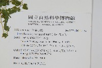 海金沙藏品圖，第2張