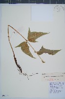 細齒貫眾蕨藏品圖，第1張