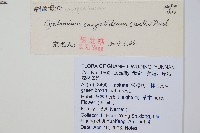 細齒貫眾蕨藏品圖，第2張
