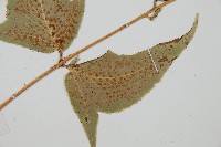 細齒貫眾蕨藏品圖，第4張