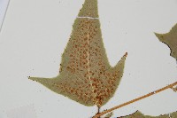 細齒貫眾蕨藏品圖，第5張