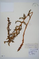 黑鱗耳蕨藏品圖，第1張