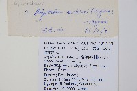 黑鱗耳蕨藏品圖，第2張