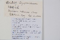 亞二型鱗毛蕨藏品圖，第2張