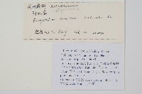 大陰地蕨、大羽陰地蕨藏品圖，第2張